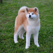 秋田犬价格报价行情 京东