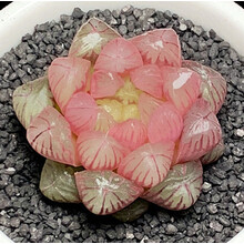 多肉植物水晶寿型号规格 京东