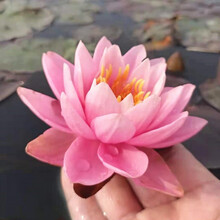 水生鲜花品牌及商品 京东