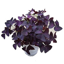 炸酱草盆品牌及商品 京东