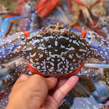 兰花蟹多少钱一斤新款 兰花蟹多少钱一斤21年新款 京东