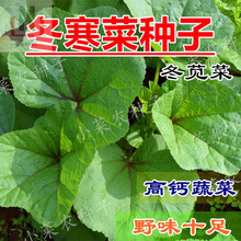 冬寒菜种子新款 冬寒菜种子21年新款 京东