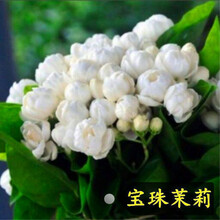 盆栽植物苗新款 盆栽植物苗21年新款 京东