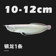 中型观赏鱼新款 中型观赏鱼21年新款 京东