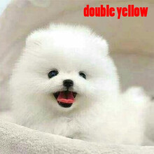 俊介博美犬价格报价行情 京东