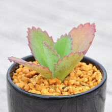 蕾丝公主多肉价格报价行情 京东