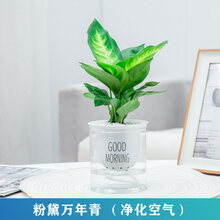 粉黛万年青新款 粉黛万年青21年新款 京东