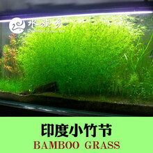 金鱼草水草价格报价行情 京东