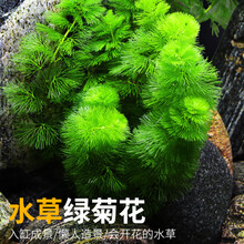 养金鱼水草价格报价行情 京东