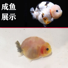 中型观赏鱼新款 中型观赏鱼21年新款 京东 中型观赏鱼新款 中型观赏鱼21年新款 京东