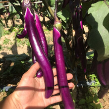 汇果洲茄子茄果瓜类价格报价行情 京东