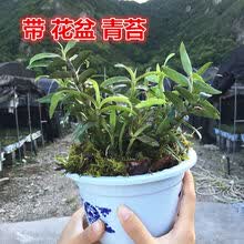 室内植物种苗价格报价行情 京东