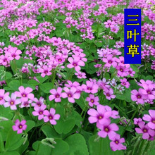 紫叶酢浆草价格报价行情 京东