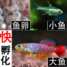 太空鱼魔法鱼卵新款 太空鱼魔法鱼卵21年新款 京东 太空鱼魔法鱼卵新款 太空鱼魔法鱼卵21年新款 京东