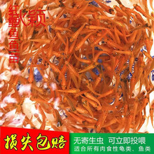 生态鲤新款 生态鲤21年新款 京东