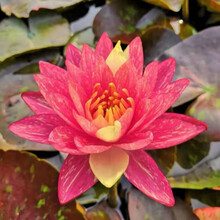 荷花睡莲种子价格报价行情 京东