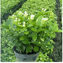 盆栽植物苗新款 盆栽植物苗21年新款 京东