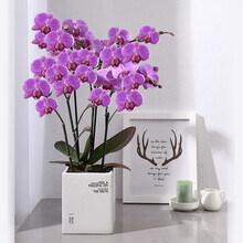 蝴蝶兰花新款 蝴蝶兰花21年新款 京东