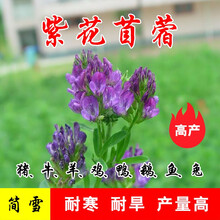苜蓿种子价格报价行情 京东