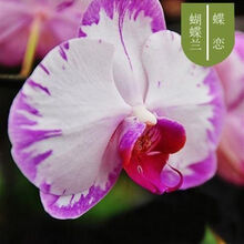 蝴蝶兰鲜花盆栽新款 蝴蝶兰鲜花盆栽21年新款 京东