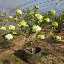 白绣球花价格报价行情 京东