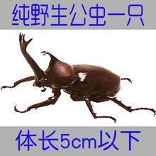 宠物独角仙价格报价行情 京东