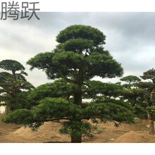 罗汉松大树价格报价行情- 京东