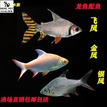 飞凤鱼价格报价行情 京东