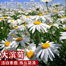 西洋滨菊种子新款 西洋滨菊种子21年新款 京东