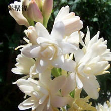 晚香玉盆栽价格报价行情 京东