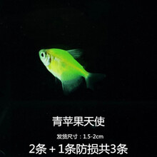青色青苹果价格报价行情 京东 青色青苹果价格报价行情 京东