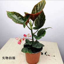 竹节秋海棠价格报价行情 京东