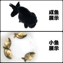 蓝色金鱼价格报价行情 京东