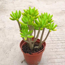 八千代多肉植物价格报价行情 京东