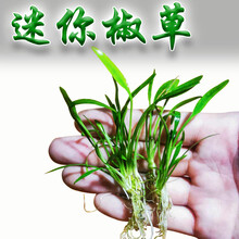 椒草水草新款 椒草水草21年新款 京东