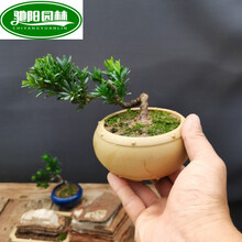 小叶子米罗汉松树盆景微型小品茶桌办公室阳台盆栽绿植摆件木本 米叶