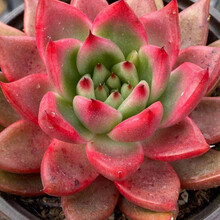 多肉植物富士 京东