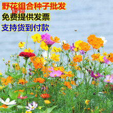 花子种子新款 花子种子21年新款 京东