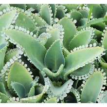 大叶落地生根新款 大叶落地生根21年新款 京东