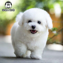 卷毛比熊犬价格报价行情 京东