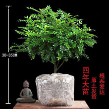 室内驱虫植物品牌及商品 京东 室内驱虫植物品牌及商品 京东