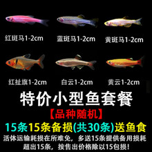 金鱼品种新款 金鱼品种21年新款 京东 金鱼品种新款 金鱼品种21年新款 京东