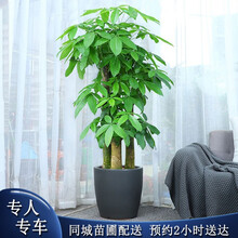 福禄桐花卉品牌及商品 京东