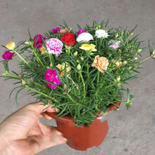 太阳花盆栽价格报价行情 京东