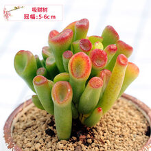 八千代多肉植物新款 八千代多肉植物21年新款 京东