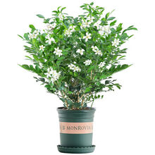 盆栽植物苗新款 盆栽植物苗21年新款 京东