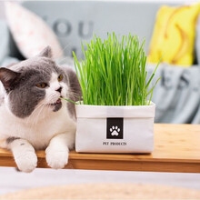 宠物猫草价格报价行情 京东