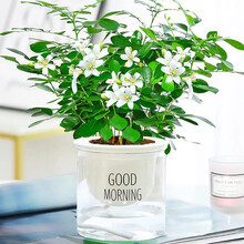 植物室内小盆栽新款 植物室内小盆栽21年新款 京东