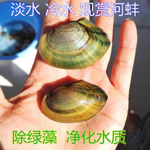 淡水贝新款 淡水贝21年新款 京东 淡水贝新款 淡水贝21年新款 京东