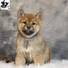 柴犬幼犬新款 柴犬幼犬21年新款 京东